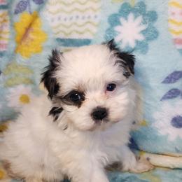 Girl 2 - Black and gold female Morkie puppy in The Villages, Florida from My Precious Pups
