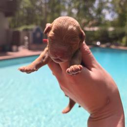 Bernedoodle, Cavapoo, Goldendoodle, Miniature Schnauzer, and Poodle Puppies from Alyssa Xxweetdoodles