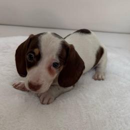 Boy six - Chocolate male Dachshund puppy in Spokane, Washington from Dearhaven Doxie