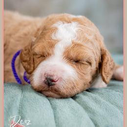 Coralyn - Red and white female Cockapoo puppy in Connersville, Indiana from Deaz Doodle Ranch