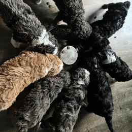Bernedoodle and French Bulldog Puppies from Bernied00dle Love & Fr3nchi3 Love