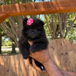 Frida - Black parti female Pomeranian puppy in Kennedale, Texas from Puppiesnat