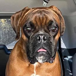 Thanos - Boxer