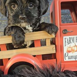 Lucy - Black and gold female Yorkshire Terrier puppy in Vancouver, Washington from Yorkastle Kennels