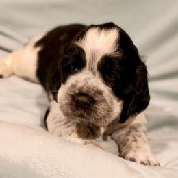 Green boy - White and black male English Springer Spaniel puppy in Cleburne, Texas from Powers English Springer Spaniels