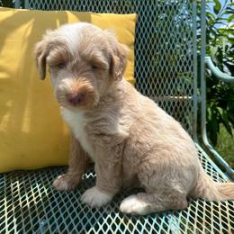 Teal - Cream male Goldendoodle puppy in Seguin, Texas from Dude Ranch Doodles