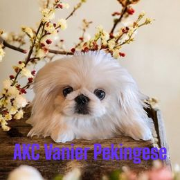 Ramona - Pekingese