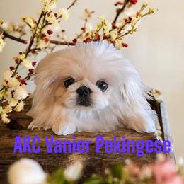 Ramona - Pekingese