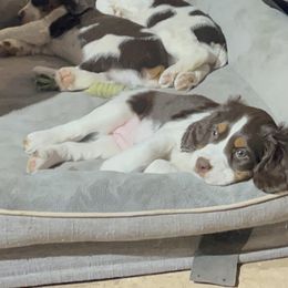 English Springer Spaniel Puppies from Desert Shadow Springers
