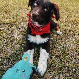 Australian Shepherd Puppies from SoCo Aussies