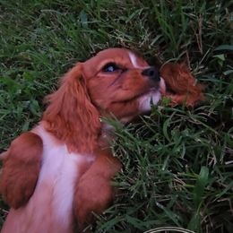 Cavalier King Charles Spaniel and Companion Cross Puppies from Pups on the Ridge