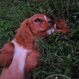 Cavalier King Charles Spaniel and Companion Cross Puppies from Pups on the Ridge