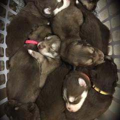 Siberian Husky Puppies from Happy Home Huskies