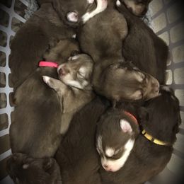 Siberian Husky Puppies from Happy Home Huskies