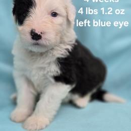 Russ - Gray and white male Old English Sheepdog puppy in Sutherlin, Oregon from Sapphire Eyes Sheepdogs