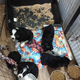Miniature Australian Shepherd and Toy Australian Shepherd Puppies from Caprock Mini & Toy Aussies