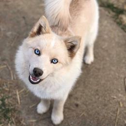 Monkey - Pomsky