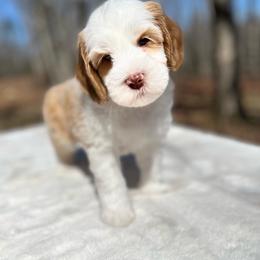 Australian Labradoodle Puppies from Novalie Australian Labradoodles