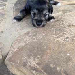 Miniature Schnauzer Puppies from Whistling Dixie Schnauzers