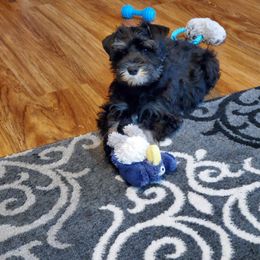 Miniature Schnauzer Puppies from A'Lord Miniature Schnauzer