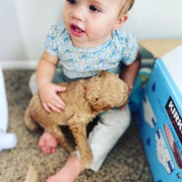 Goldendoodle Puppies from Pitter Patter Puppies