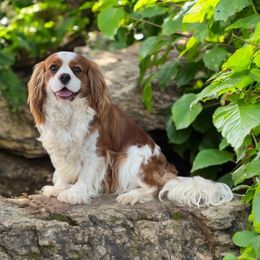 Archie - Cavalier King Charles Spaniel
