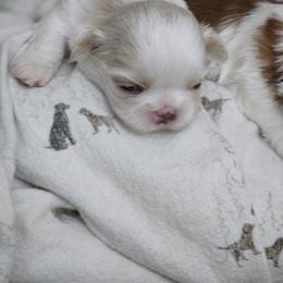 Winter - Lilac male Shih Tzu puppy in Kings Mountain, North Carolina from NC Shih Tzus by Tammy