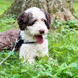 Portuguese Water Dog Puppies from Top Notch Portuguese Water Dogs