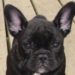 French Bulldogs from Urban Frenchies