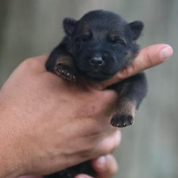 Gray Collar - Sable male German Shepherd puppy in Prospect, Connecticut from Di Massimo Canile
