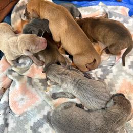 Chocolate fawn - Chocolate male Great Dane puppy in Greenville, South Carolina from Allen’s Ridge Ranch