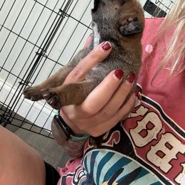Eleanor - Fawn female Cane Corso puppy in Brazil, In, Indiana from Lazy A Ranch & Kennels