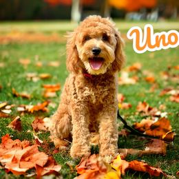 Uno - Goldendoodle