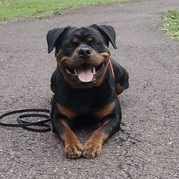 Koda - Rottweiler