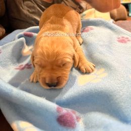 Golden Retriever Puppies from Golden Kiss Retrievers