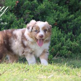 Darcy (RMM 2) - Red merle male Miniature Australian Shepherd puppy in Grandfield, Oklahoma from Hunt Farms Australian Shepherds