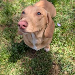 Simba - Dachshund