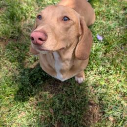 Simba - Dachshund