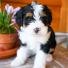 Aussiedoodle and Bernedoodle Puppies from Spring Mountain Doodles
