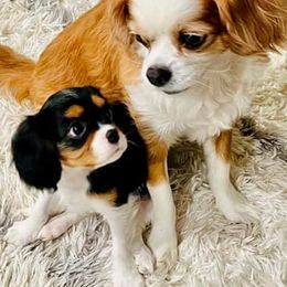 Cavalier King Charles Spaniels from King Cavalier Cuties