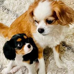 Cavalier King Charles Spaniels from King Cavalier Cuties