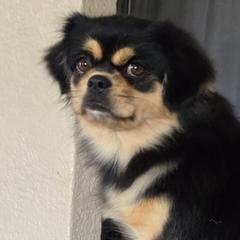 Tibetan Spaniels from Milissa Lose