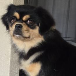 Tibetan Spaniels from Milissa Lose