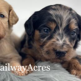 Girl 3 - Merle female Goldendoodle puppy in Milford, Indiana from Railway Acres Kennel