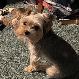 Yorkshire Terrier Puppies from Kruz Kennels