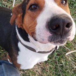 Redbone Coonhounds and Treeing Walker Coonhounds from Foster Creek Coonhounds