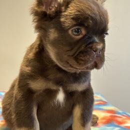 French Bulldog Puppies from Velvet Fluffy Pups