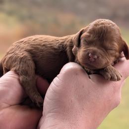 Girl 3 - Red female Cavapoo puppy in Coshocton, Ohio from Forever Family Puppies