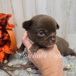 Tortellini - Chocolate and white male Chihuahua puppy in Bowdon, Georgia from Paschal's Pups