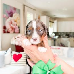 Brock-Pokémon Character - Merle male Bernedoodle puppy in Ontario, California from Teddy Doodles & Standard Poodles